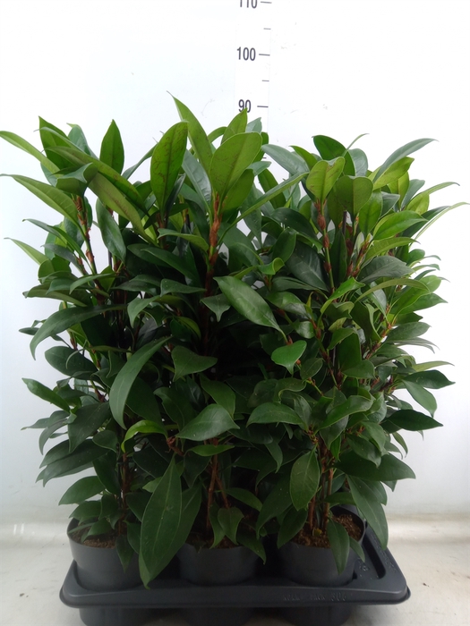 <h4>Ficus cyathistipula 'Compacta'</h4>