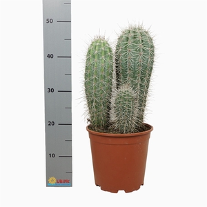 Pachycereus pringlei