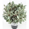 Euc. Populus 250 gr.
