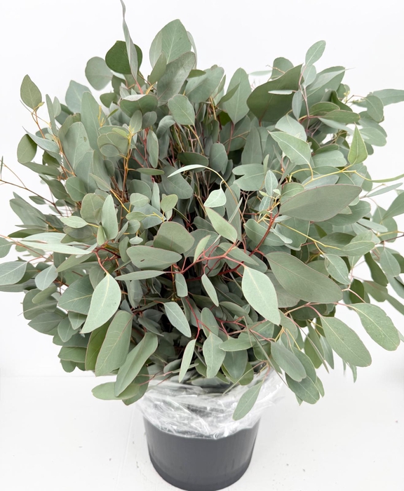 Euc. Populus 250 gr.