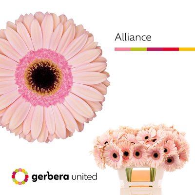 <h4>Gerbera alliance</h4>