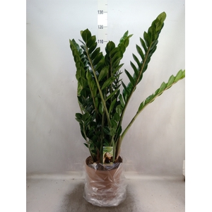 Zamioculcas zamiifolia