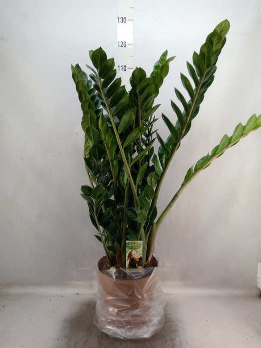 <h4>Zamioculcas zamiifolia</h4>