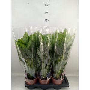 Calathea leopardina