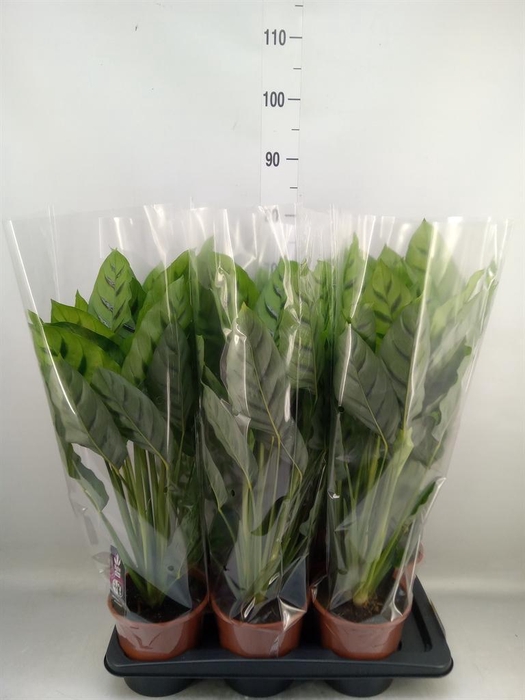 <h4>Calathea leopardina</h4>