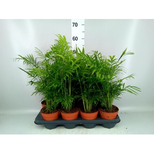Chamaedorea elegans