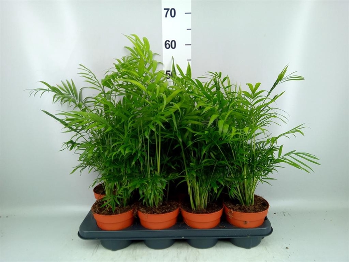 <h4>Chamaedorea elegans</h4>