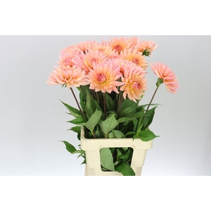 Dahlia Charleroi