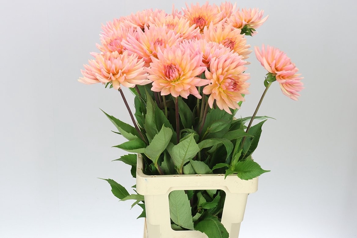 <h4>Dahlia Charleroi</h4>