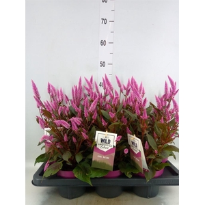 Celosia spic. 'Wild Pink'
