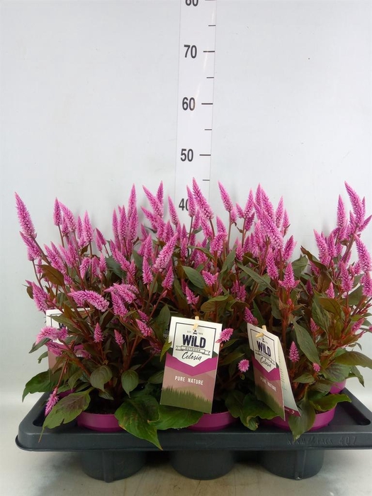 Celosia spic. 'Wild Pink'