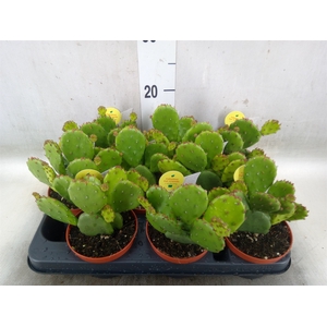 Opuntia humifusa