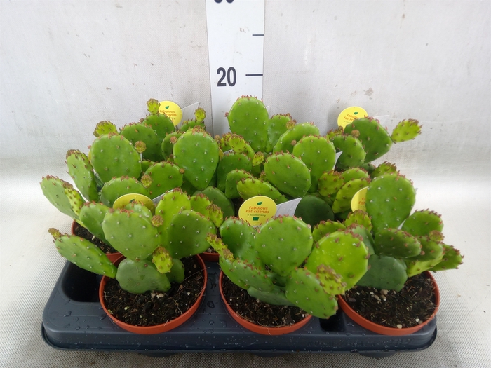 <h4>Opuntia humifusa</h4>