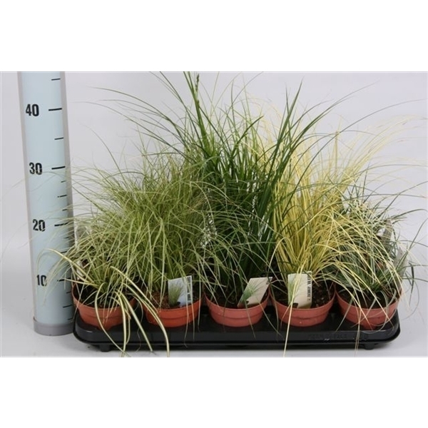 <h4>Graminées Carex mix</h4>