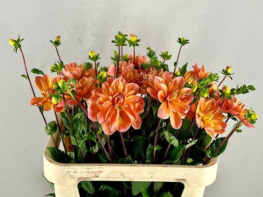 <h4>Dahlia Mr Frans</h4>