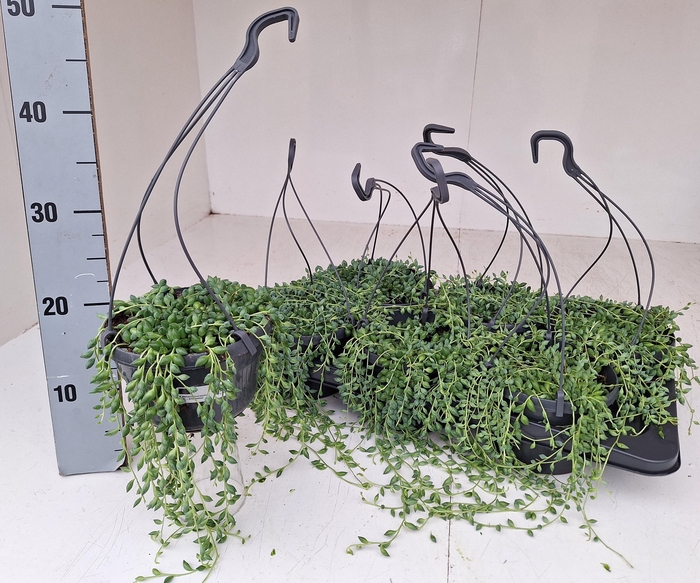 <h4>SENEC HERREIANUS</h4>