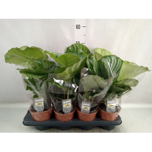 Calathea orbifolia