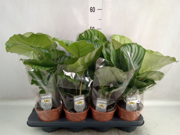 <h4>Calathea orbifolia</h4>