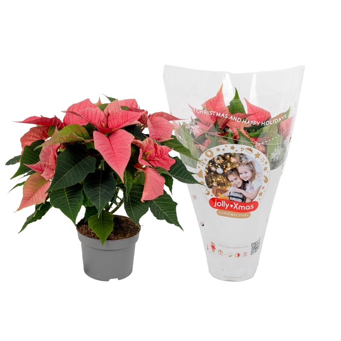 <h4>Euphorbia Roze jolly Xmas hoes</h4>