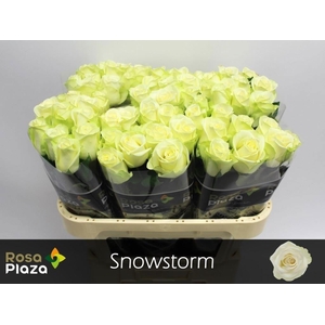 Rosa large snowstorm+