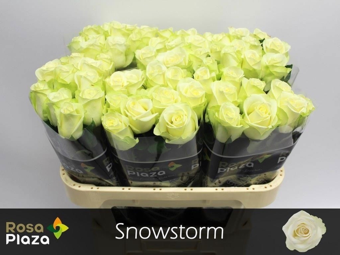 <h4>Rosa large snowstorm+</h4>