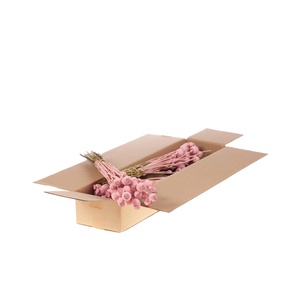 Papaver Sb Pink Misty