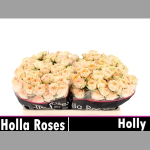 R TR HOLLY