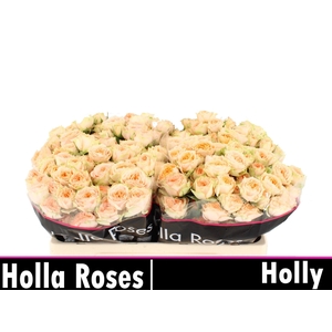 R TR HOLLY