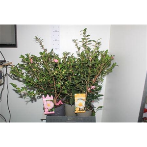 Came Sasanqua 25 Bloemen +++