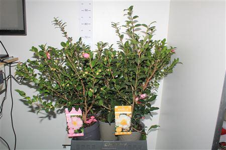 <h4>Came Sasanqua 25 Bloemen +++</h4>