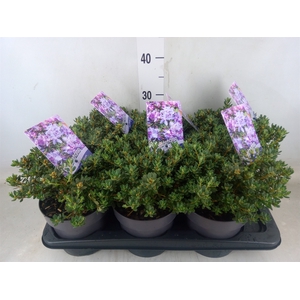 Rhododendron impeditum