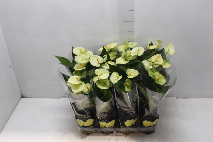 <h4>ANTHURIUM VANILLA P09 PREMIUM</h4>