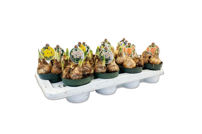 arr8 Narcis Lucse Mix 6 Srt