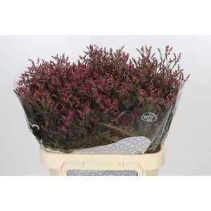 Limonium sinensis Scarlet Diamond