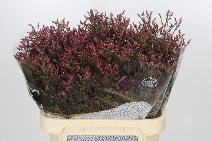 <h4>Limonium sinensis Scarlet Diamond</h4>