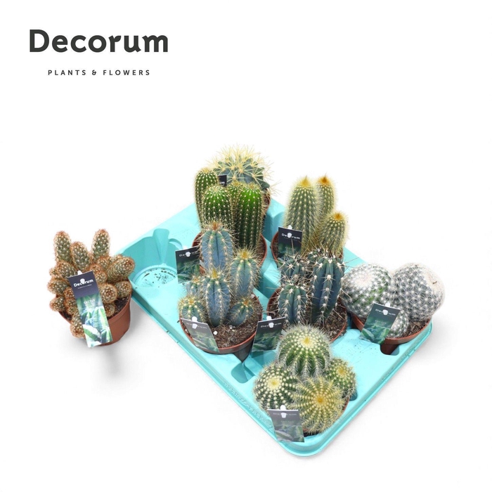 <h4>Cactus Mix (Decorum)</h4>