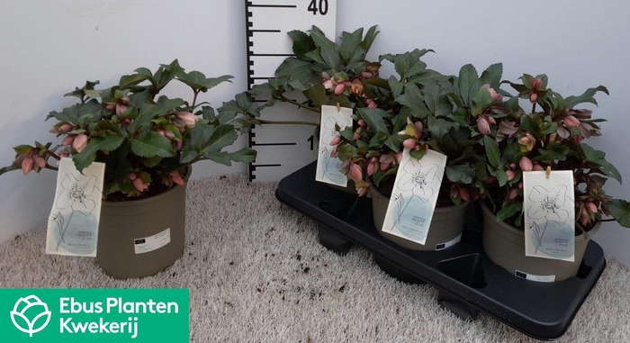 <h4>HELL PIROUETTE</h4>