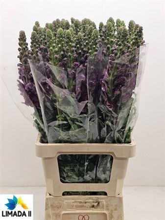 <h4>Antir Poto Red 75cm</h4>