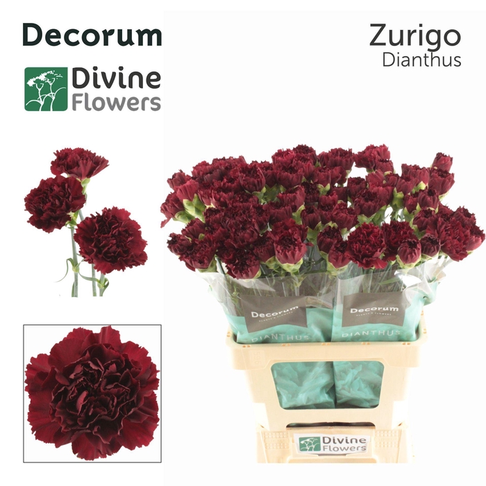 <h4>Dianthus ST 'Zurigo'</h4>