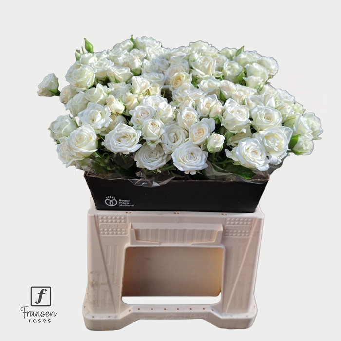 <h4>Rosa TR 'Josephine' FRANSEN</h4>