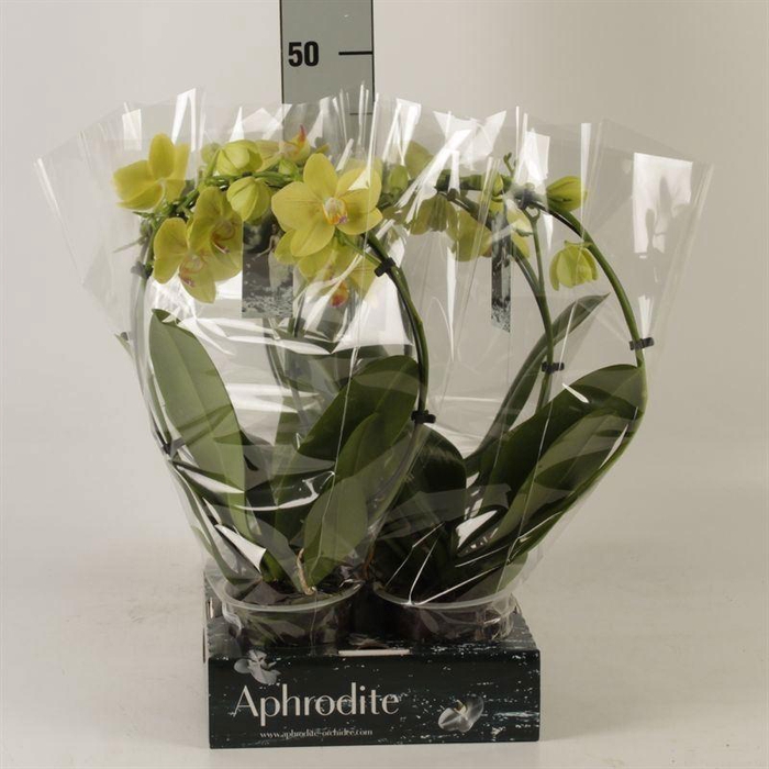 <h4>Phalaenopsis   ...</h4>