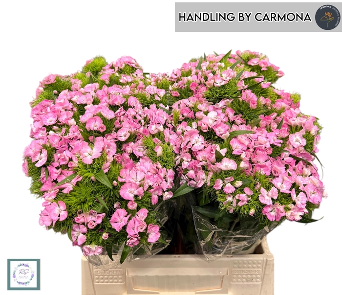 <h4>DI BARB AM ROSE</h4>