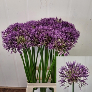 ALLIUM PURPLE RAIN