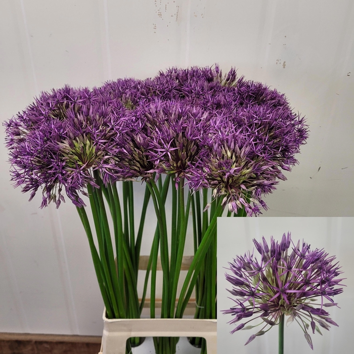 <h4>ALLIUM PURPLE RAIN</h4>