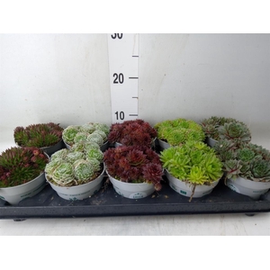 Sempervivum   ...