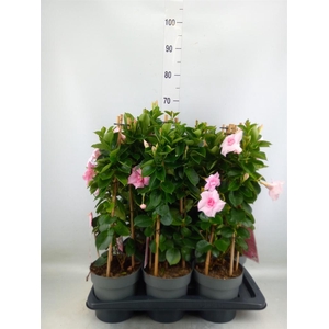 Mandevilla am. 'Sundav Db Blush Pk'