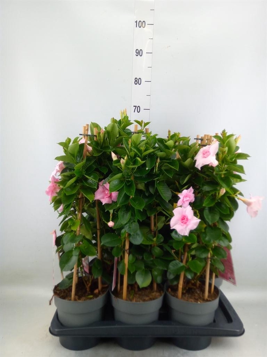 <h4>Mandevilla am. 'Sundav Db Blush Pk'</h4>