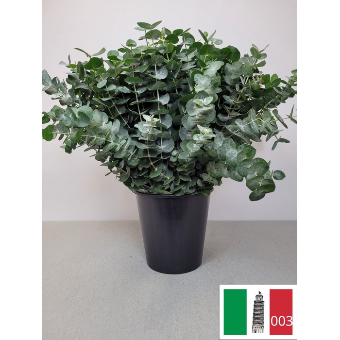 <h4>EUC CINEREA PER STEEL</h4>