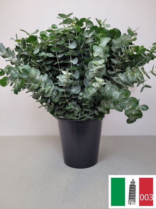 EUC CINEREA PER STEEL