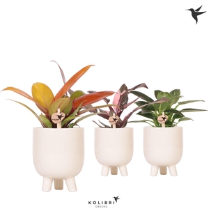 Kolibri Greens Philodendron mix in Gummy pot travertine